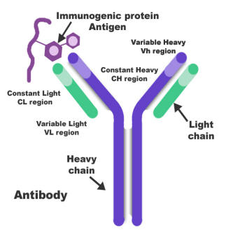 antibody