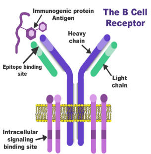 b cell receptor