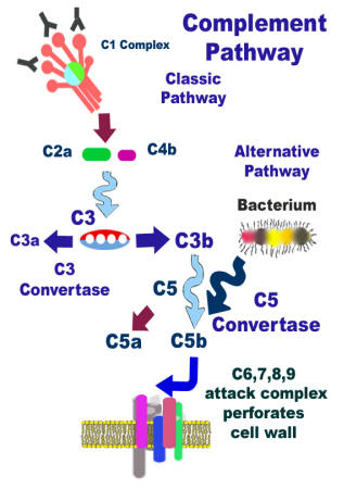 complement cascade