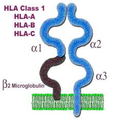 hla class 1