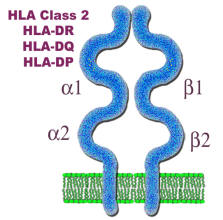 hla class 2