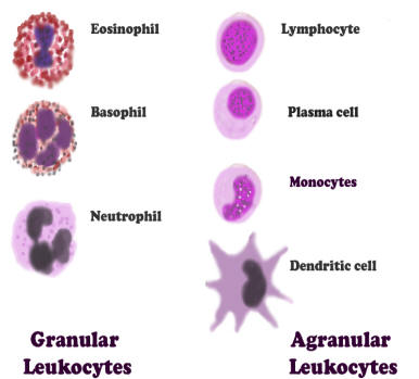 phogocytic cells