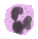 neutrophil