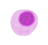 plasma cell