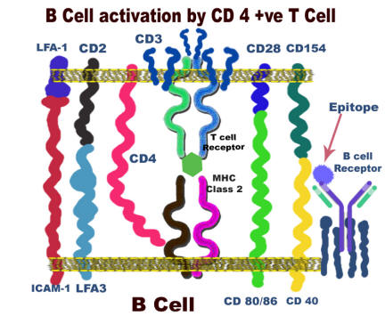 b cell activation