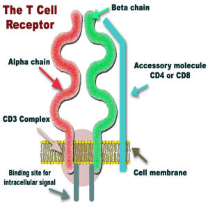 t cell receptor